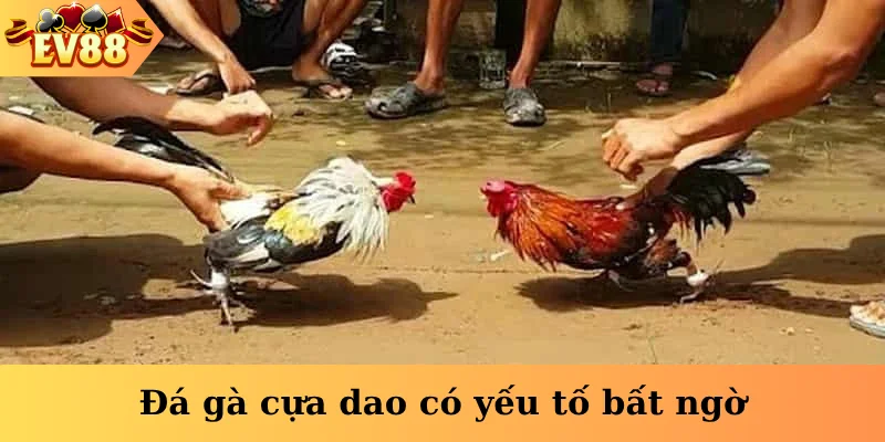 Đá gà cựa dao có yếu tố bất ngờ