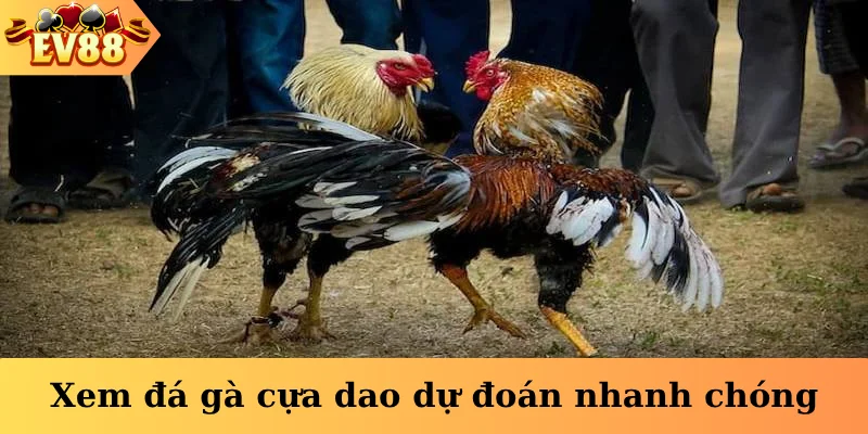 Xem đá gà cựa dao dự đoán nhanh chóng